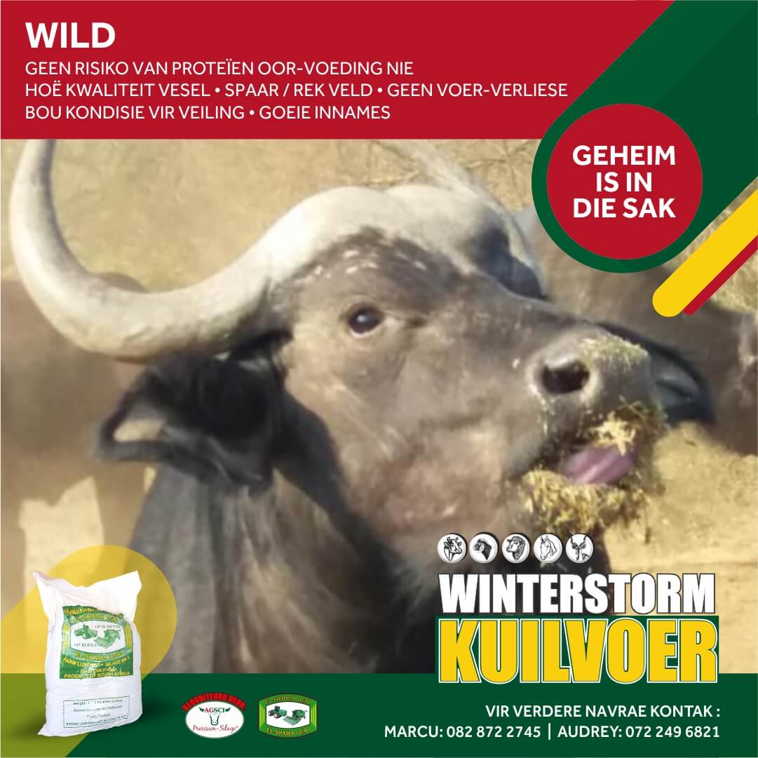 Social Media MEI 2021 - Wild